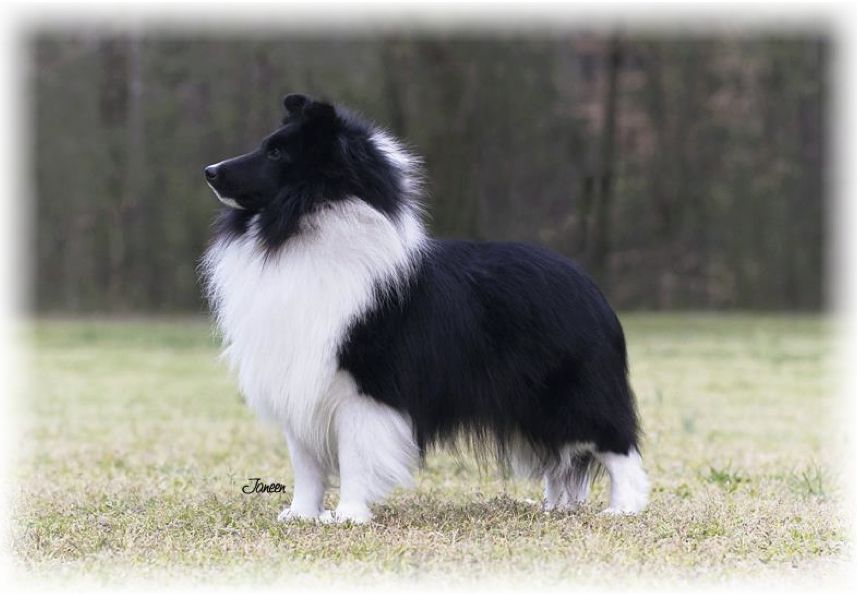 Lochlyn Dream Maker | Shetland Sheepdog 