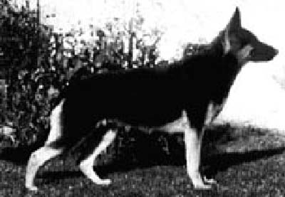 Betty von Bonsdorf | German Shepherd Dog 