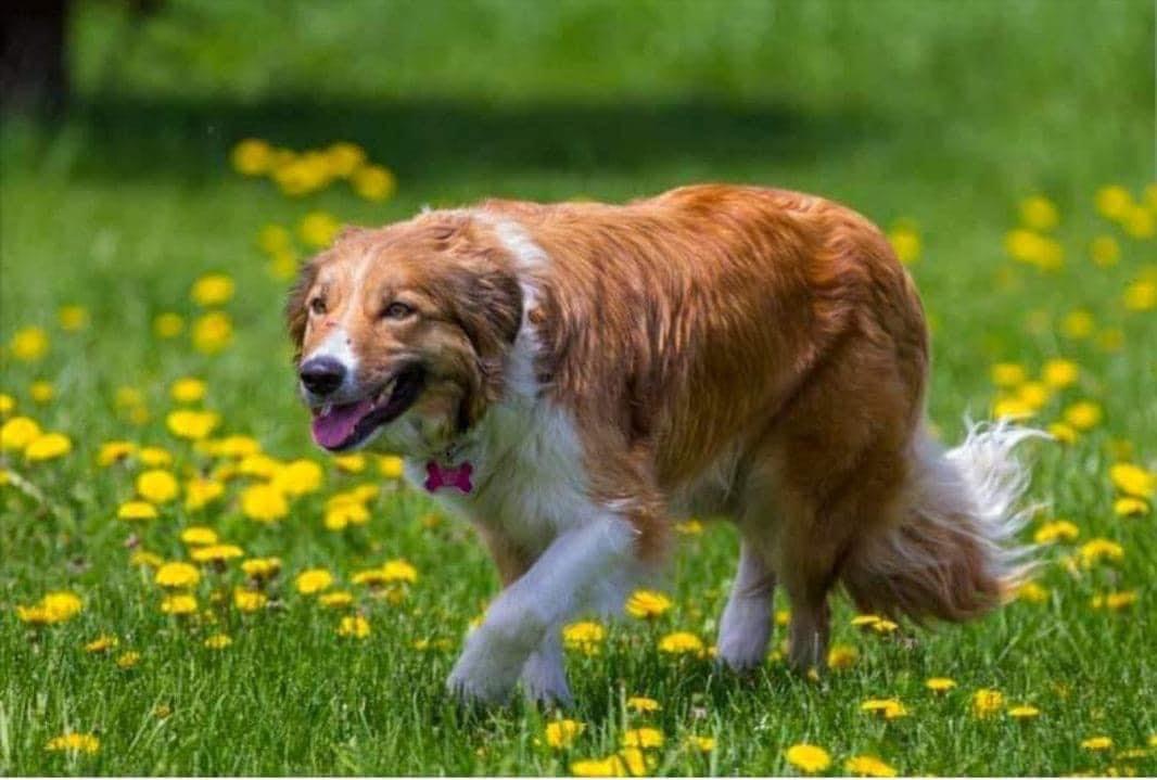 Bonnie EWBC ABC 363169 | Border Collie 