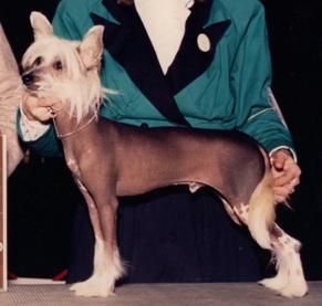 Gingery's Coconut | Chinese Crested 