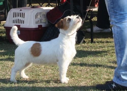 X-Explicit Haven´s Rags Puma | Jack Russell Terrier 