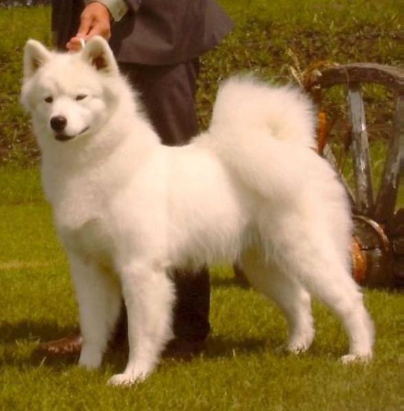 WHITE SPIRIT'S MISTAYA SNOWFLAKE | Samoyed 