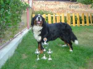 Molly z Gemerskej Polomy | Bernese Mountain Dog 