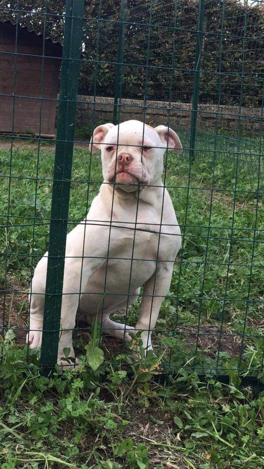 Fulldog's Zara | American Bulldog 