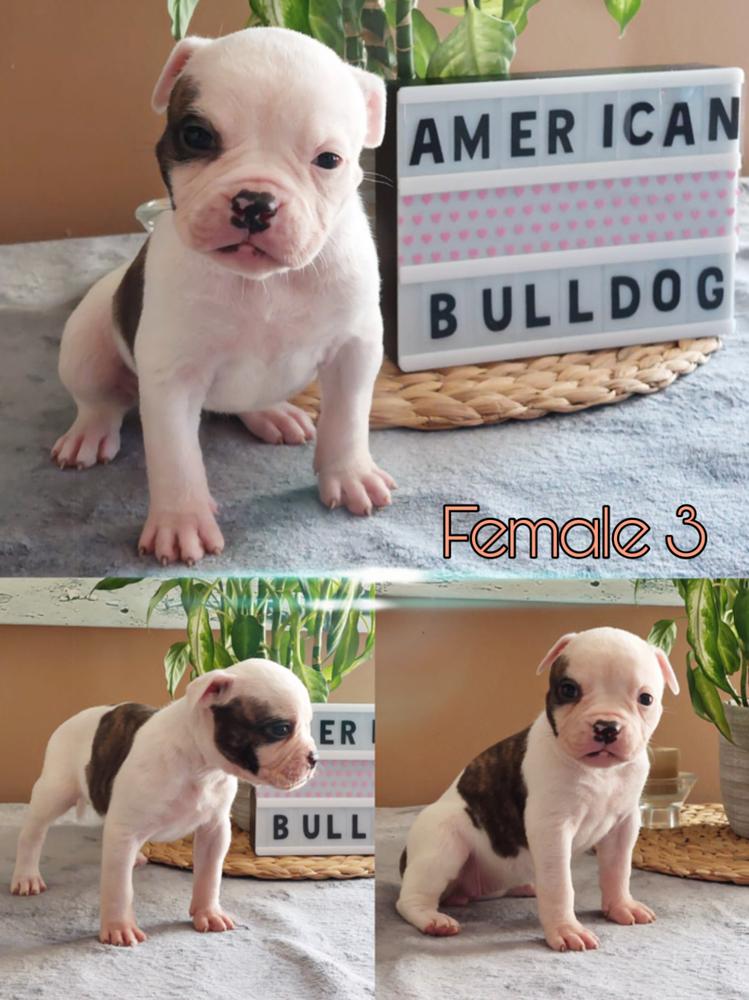 Gadirbulls LINDA | American Bulldog 