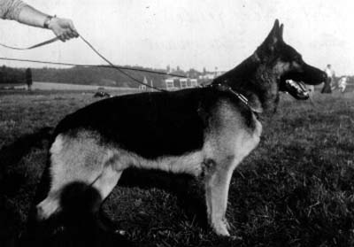 Donar vom Elfenhain | German Shepherd Dog 