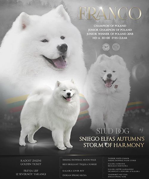 AUTUMN'S STORM OF HARMONY Sniego Elfas | Samoyed 