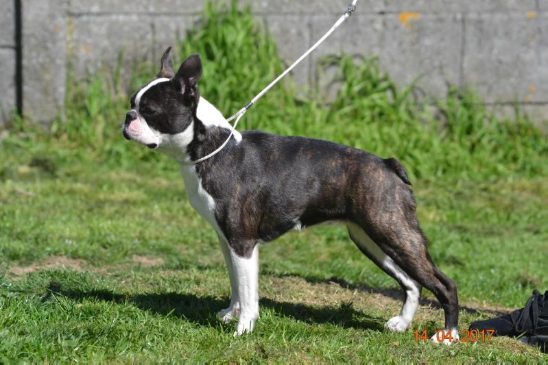 IZABELA OF NIMILOXUS | Boston Terrier 