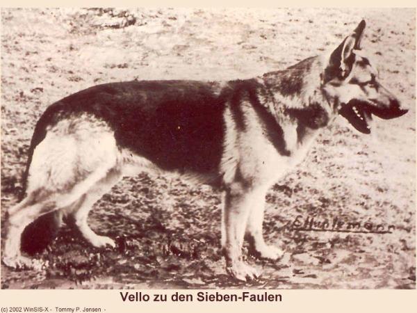 Vello zu den Sieben-Faulen | German Shepherd Dog 