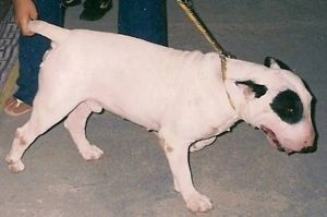 Curraneye flashman | Bull Terrier 