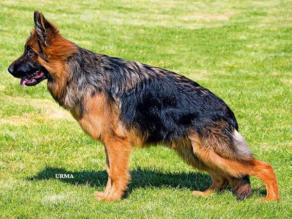 Kalbeshan Cadan | German Shepherd Dog 