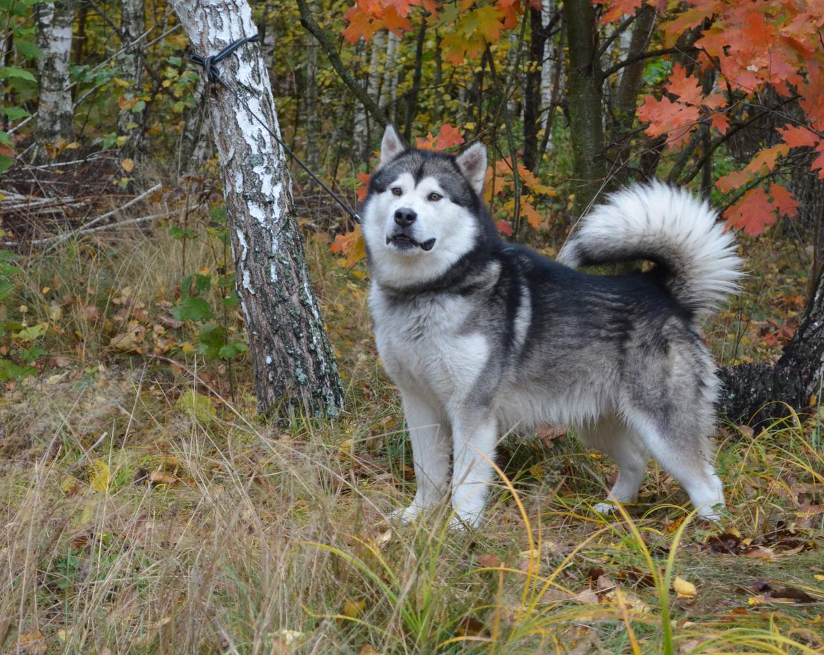 AKELLA | Alaskan Malamute 