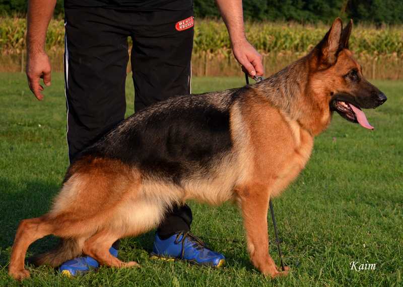 Uba Cronamar | German Shepherd Dog 