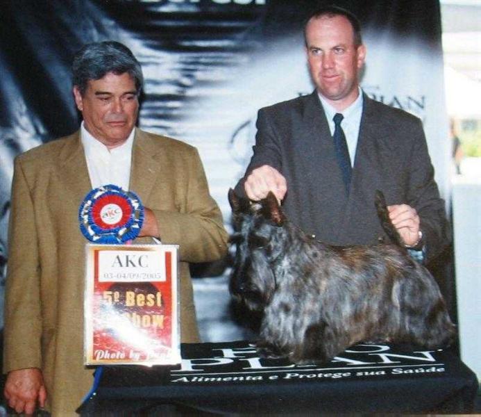 Dynasty's The Lion King | Scottish Terrier 