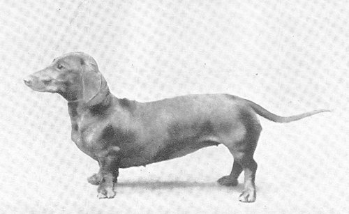 Flamme | Dachshund 