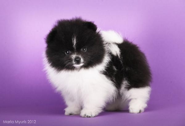 Almi Urnis Roy Black | Pomeranian 