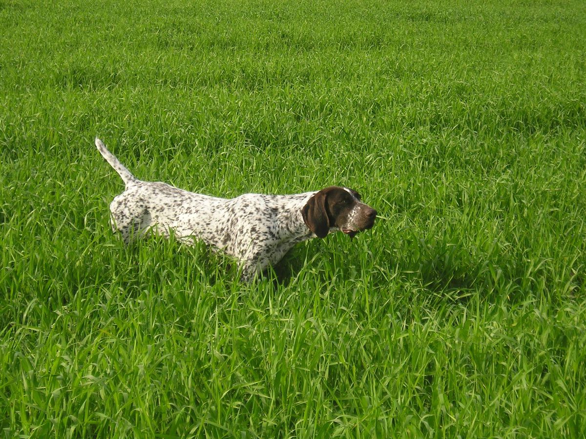 Argos | German Shorthaired Pointer 