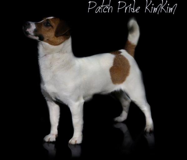 Patch Pride KimKim | Jack Russell Terrier 