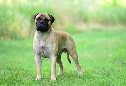 Dal Primo in 7He Making | Bullmastiff 