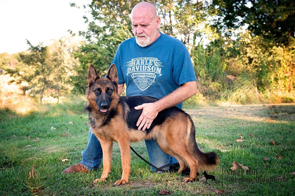 Viney Hill’s Naissa | German Shepherd Dog 