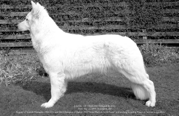 J`Isaac of trebons berger blanc | White Swiss Shepherd Dog 