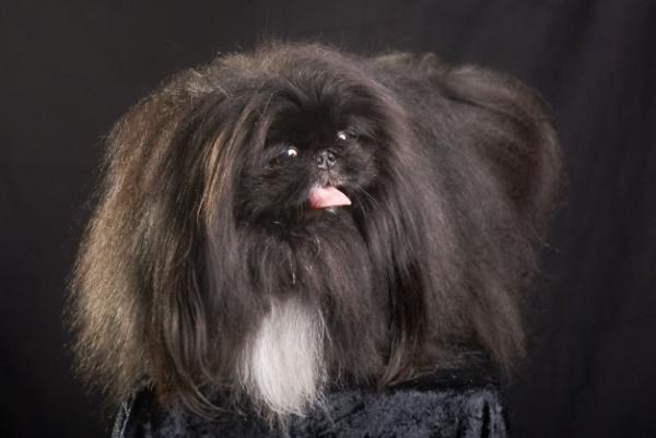 Zyu black daymond iz sozvezdija lazutkinoi | Pekingese 