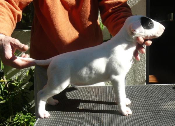 Lúthien de Ainulindale | Bull Terrier 