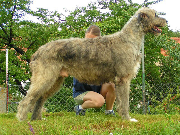 Santir Vincent | Irish Wolfhound 