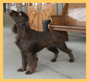 Promenade Party Down Under | Field Spaniel 