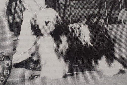 WATERLEY GEORGIANA | Tibetan Terrier 