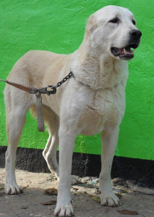 Jaroslavll Senat Nuria | Central Asian Shepherd Dog 