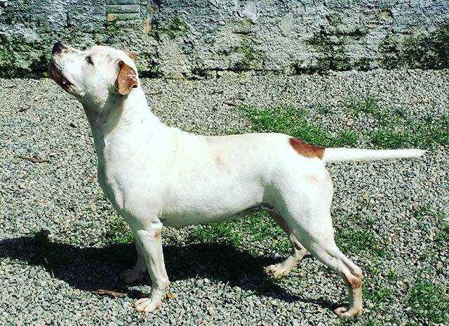Skyy do American Top Team | American Staffordshire Terrier 