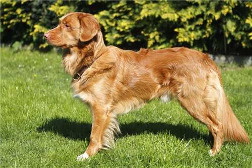 Hunter's Moonlight Canadian Ayo | Nova Scotia Duck Tolling Retriever 