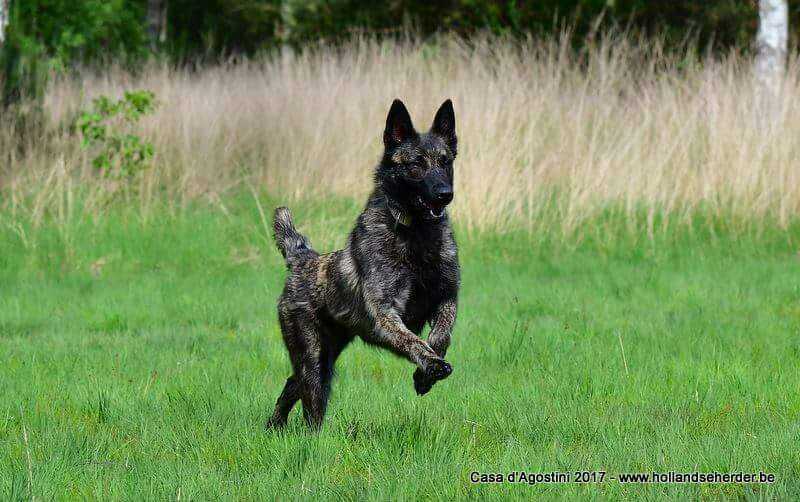 Mya des Crocs d'Eben | Dutch Shepherd 