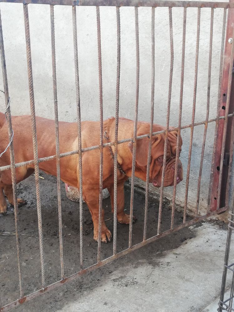 Foca Hernandez | Dogue de Bordeaux 