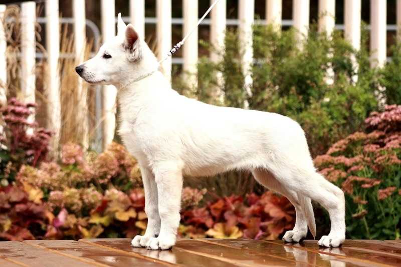 Fieliss ZOUMA HAPPY KURT | White Swiss Shepherd Dog 