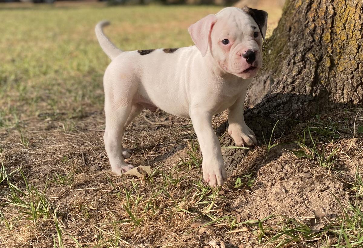 Royal Hussle bulldogs KingXBeretta | American Bulldog 