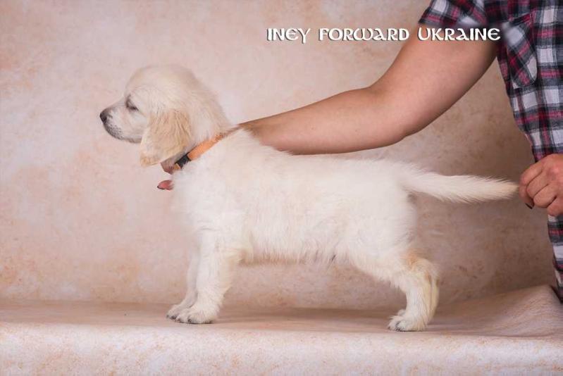 INEY Forward Ukraine | Golden Retriever 