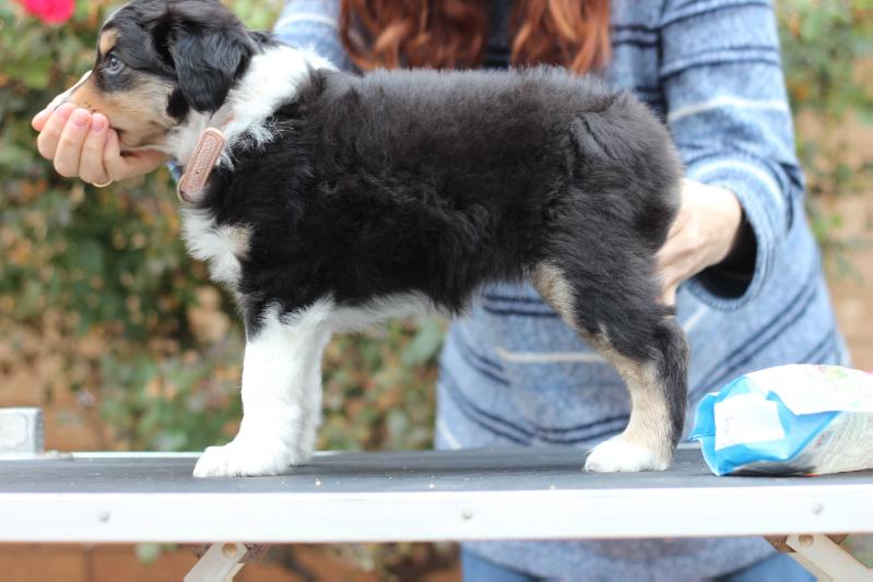 West Texas Lunar Eclipse RockNAussies | Australian Shepherd 