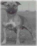 Borstaff Bizzy Lizzy | Staffordshire Bull Terrier 