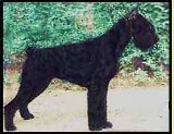 Gloris Moon Light | Giant Schnauzer 