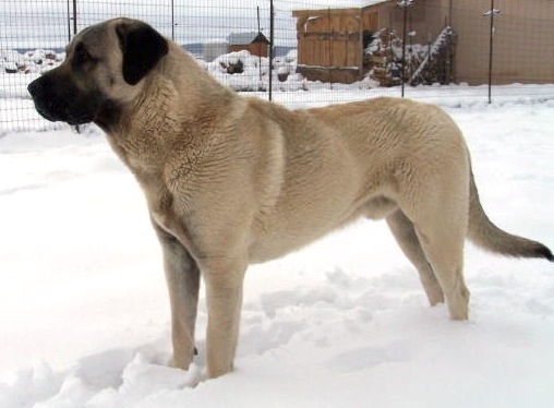 Tamoora's Hakkani of Lost Armadillo | Anatolian Shepherd Dog 
