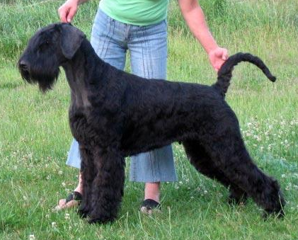 Prima z Tartaku | Giant Schnauzer 