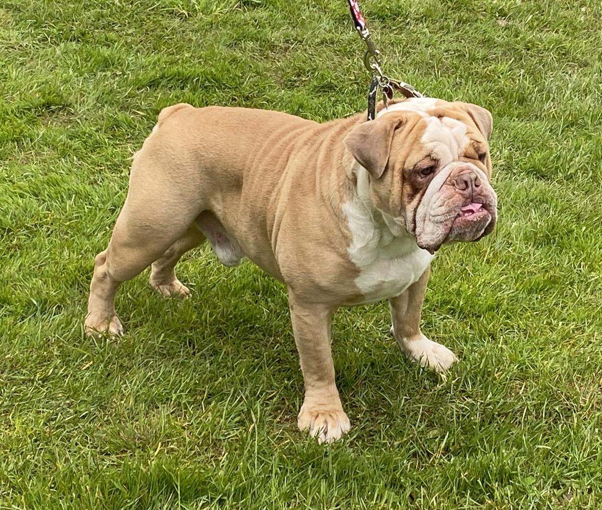 3B Bullies Loki | Olde English Bulldogge 