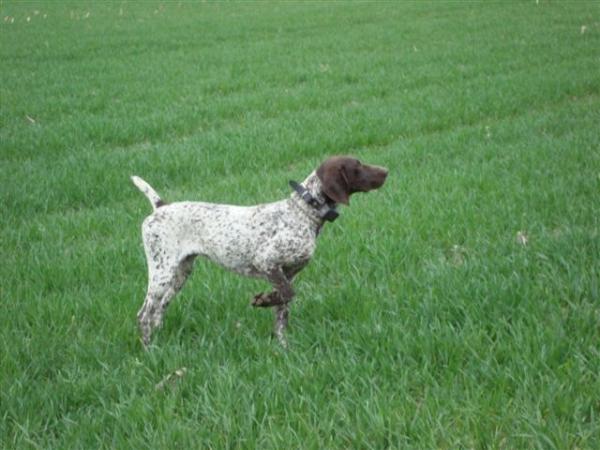 Diam's du Pied du Mont | German Shorthaired Pointer 