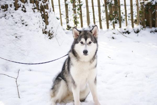 Evening Mist Polàrni Usvit | Alaskan Malamute 