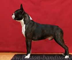 Rubinio Vigor Gemini | Boston Terrier 