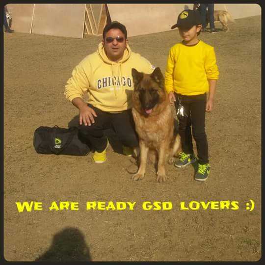 Kendy Vom El Adham Gsd Team | German Shepherd Dog 