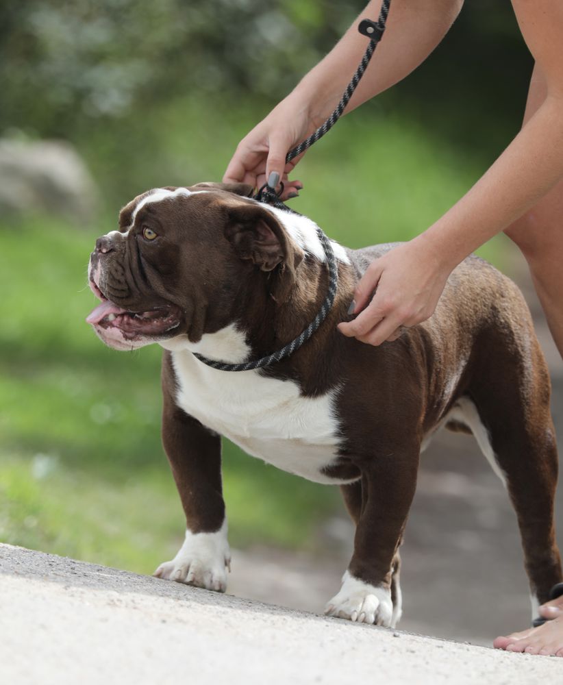 Ostergaard's Freddy | Olde English Bulldogge 