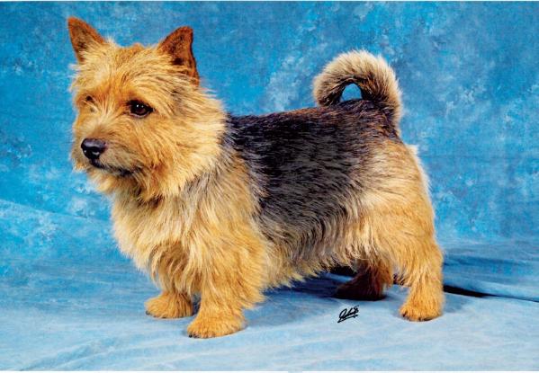 Abraxas E.T.'s Curd | Norwich Terrier 